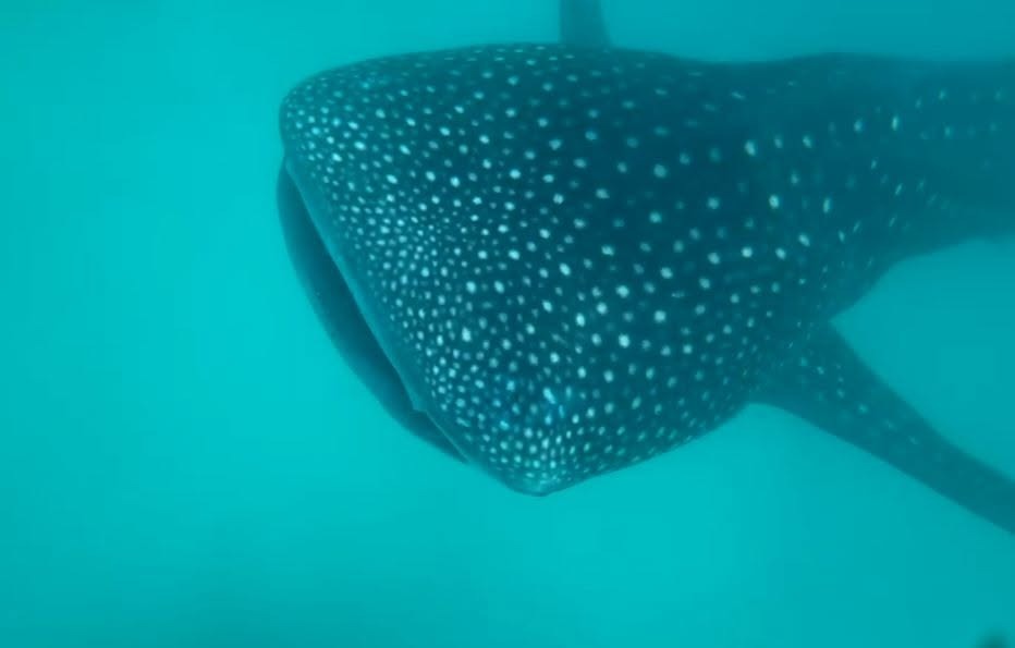 Mafia Island - Whale Shark